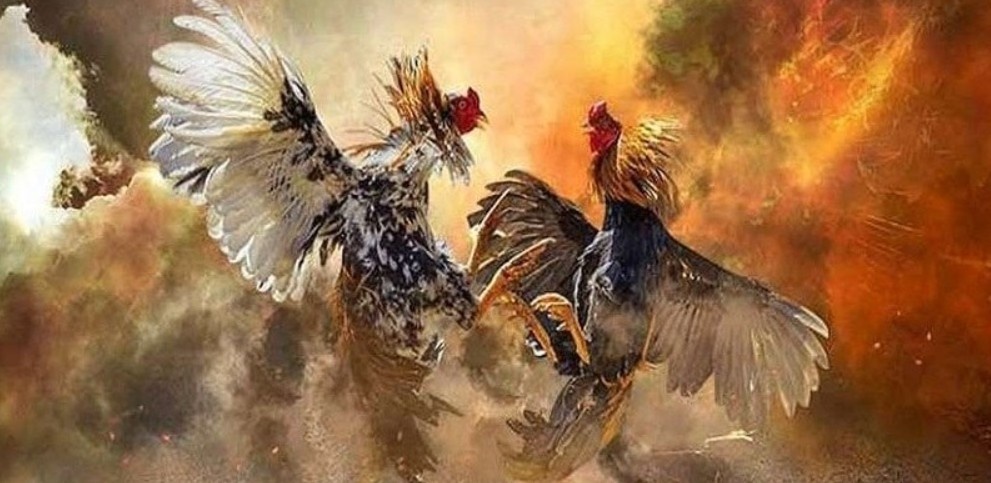 Những điểm nổi bật của chọi gà 99OK